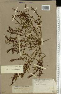 Rumex ucranicus Fisch., Eastern Europe, Lower Volga region (E9) (Russia)