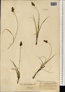 Carex melananthiformis Litv., Mongolia (MONG) (Mongolia)
