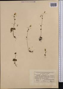 Saxifraga sibirica L., Middle Asia, Northern & Central Tian Shan (M4) (Kyrgyzstan)