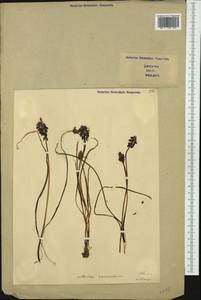 Muscari racemosum Mill., Western Europe (EUR) (Italy)