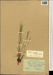 Briza humilis M.Bieb., Caucasus, Black Sea Shore (from Novorossiysk to Adler) (K3) (Russia)