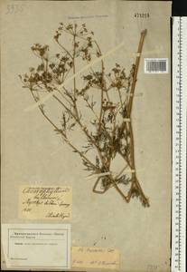 Chaerophyllum prescottii DC., Eastern Europe, South Ukrainian region (E12) (Ukraine)