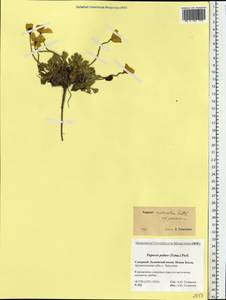 Papaver radicatum subsp. polare Tolm., Eastern Europe, Northern region (E1) (Russia)