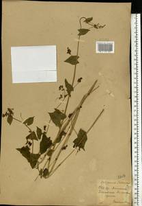 Fagopyrum tataricum (L.) Gaertn., Eastern Europe, South Ukrainian region (E12) (Ukraine)