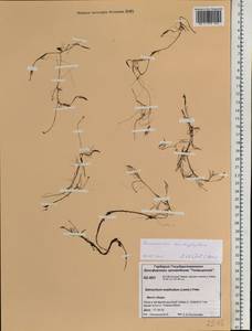 Ranunculus trichophyllus Chaix, Siberia, Central Siberia (S3) (Russia)