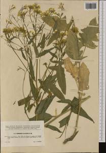 Barbarea vulgaris (L.) W.T. Aiton, Western Europe (EUR) (Czech Republic)