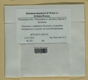 Helodium blandowii (F. Weber & D. Mohr) Warnst., Bryophytes, Bryophytes - Western Siberia (including Altai) (B15) (Russia)