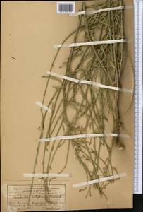 Chondrilla latifolia M. Bieb., Middle Asia, Western Tian Shan & Karatau (M3) (Tajikistan)