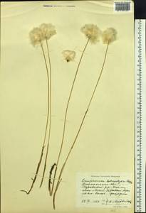 Eriophorum scheuchzeri Hoppe, Siberia, Western Siberia (S1) (Russia)