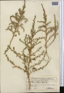 Amaranthus albus L., Middle Asia, Western Tian Shan & Karatau (M3) (Kazakhstan)