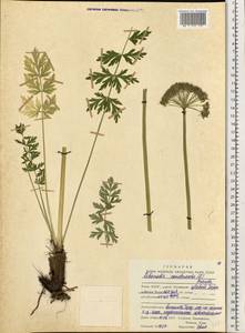 Seseli condensatum (L.) Rchb.fil., Eastern Europe, Northern region (E1) (Russia)