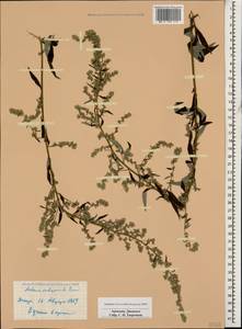 Artemisia vulgaris L., Caucasus, Armenia (K5) (Armenia)