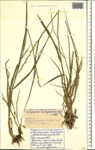 Thinopyrum intermedium subsp. intermedium, Caucasus, Armenia (K5) (Armenia)