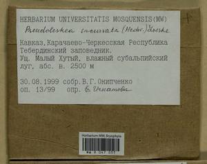 Lescuraea incurvata, Bryophytes, Bryophytes - North Caucasus & Ciscaucasia (B12) (Russia)
