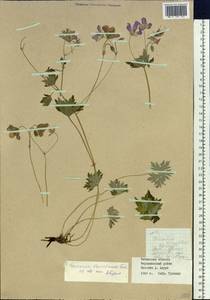 Geranium wlassovianum Fisch. ex Link, Siberia, Baikal & Transbaikal region (S4) (Russia)