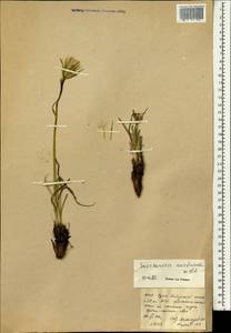 Takhtajaniantha austriaca (Willd.) Zaika, Sukhor. & N. Kilian, Mongolia (MONG) (Mongolia)