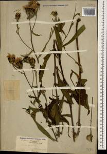 Centaurea phrygia subsp. salicifolia (M. Bieb. ex Willd.) Mikheev, Caucasus, Stavropol Krai, Karachay-Cherkessia & Kabardino-Balkaria (K1b) (Russia)