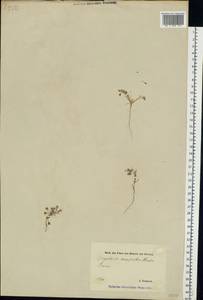 Spergularia rubra (L.) J. Presl & C. Presl, Eastern Europe, Estonia (E2c) (Estonia)