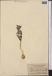 Fritillaria karelinii (Fisch. ex D.Don) Baker, Middle Asia, Syr-Darian deserts & Kyzylkum (M7) (Uzbekistan)