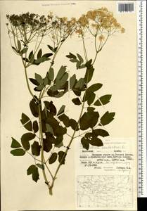 Thalictrum aquilegiifolium subsp. aquilegiifolium, Mongolia (MONG) (Mongolia)