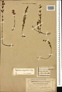 Hypericum linarioides, Caucasus, Georgia (K4) (Georgia)