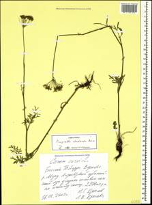 Pimpinella rhodantha Boiss., Caucasus, Stavropol Krai, Karachay-Cherkessia & Kabardino-Balkaria (K1b) (Russia)