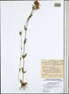 Centaurium erythraea, Eastern Europe, Central region (E4) (Russia)