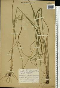 Calamagrostis arundinacea (L.) Roth, Eastern Europe, Central forest region (E5) (Russia)