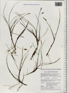 Carex rariflora (Wahlenb.) Sm., Eastern Europe, Northern region (E1) (Russia)