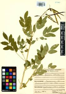 Sophora flavescens Aiton, Siberia, Baikal & Transbaikal region (S4) (Russia)