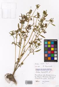 Bidens radiata Thuill., Eastern Europe, Moscow region (E4a) (Russia)