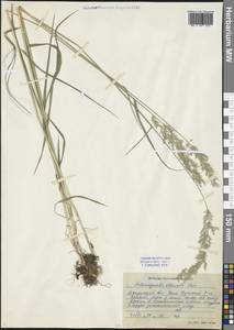 Calamagrostis obtusata Trin., Siberia, Baikal & Transbaikal region (S4) (Russia)