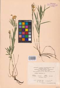 Lathyrus pallescens (M.Bieb.) K.Koch, Eastern Europe, Central forest-and-steppe region (E6) (Russia)