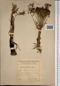 Pleurospermum uralense Hoffm., Siberia, Baikal & Transbaikal region (S4) (Russia)