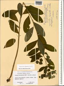 Euphorbia squamosa Willd., Caucasus, North Ossetia, Ingushetia & Chechnya (K1c) (Russia)