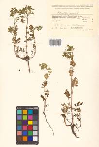 Potentilla supina L., Siberia, Russian Far East (S6) (Russia)