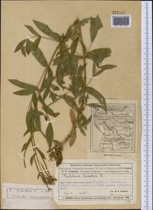 Epilobium hirsutum L., Middle Asia, Muyunkumy, Balkhash & Betpak-Dala (M9) (Kazakhstan)