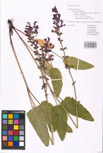 MHA 0 156 311, Salvia pratensis L., Eastern Europe, Central region (E4) (Russia)