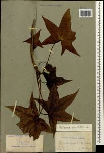 Platanus orientalis L., Caucasus, Azerbaijan (K6) (Azerbaijan)