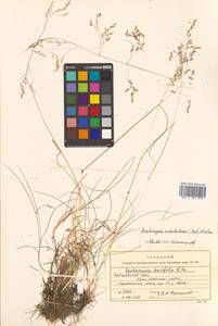 Deschampsia cespitosa subsp. cespitosa, Siberia, Russian Far East (S6) (Russia)