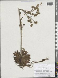 Sempervivum ruthenicum Koch ex Schnittsp. & C.B.Lehm., Eastern Europe, Central forest-and-steppe region (E6) (Russia)