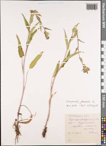 Campanula glomerata L., Siberia, Baikal & Transbaikal region (S4) (Russia)