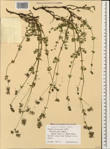Asperula prostrata (Adams) K.Koch, Caucasus, North Ossetia, Ingushetia & Chechnya (K1c) (Russia)