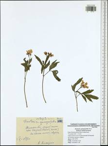 Cardamine quinquefolia (M. Bieb.) Schmalh., Eastern Europe, Central region (E4) (Russia)