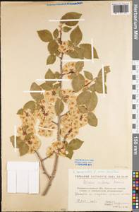 Ulmus minor Mill., Eastern Europe, North Ukrainian region (E11) (Ukraine)