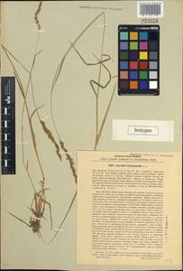 Agrostis stolonifera L., South Asia, South Asia (Asia outside ex-Soviet states and Mongolia) (ASIA) (Iran)