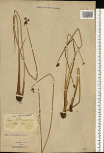 Schoenoplectus tabernaemontani (C.C.Gmel.) Palla, Eastern Europe, South Ukrainian region (E12) (Ukraine)