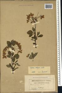Prunus cerasus subsp. cerasus, Caucasus (no precise locality) (K0)