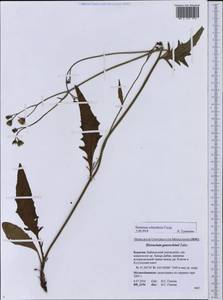 Hieracium schischkinii Üksip, Siberia, Baikal & Transbaikal region (S4) (Russia)