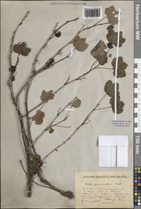 Ribes procumbens Pall., Siberia, Baikal & Transbaikal region (S4) (Russia)